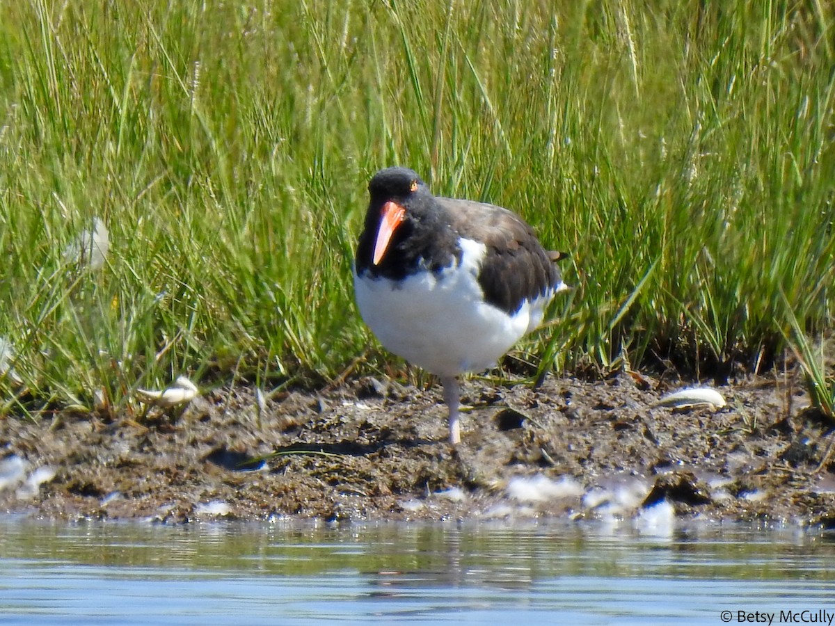 American Oystercatcher - Betsy McCully