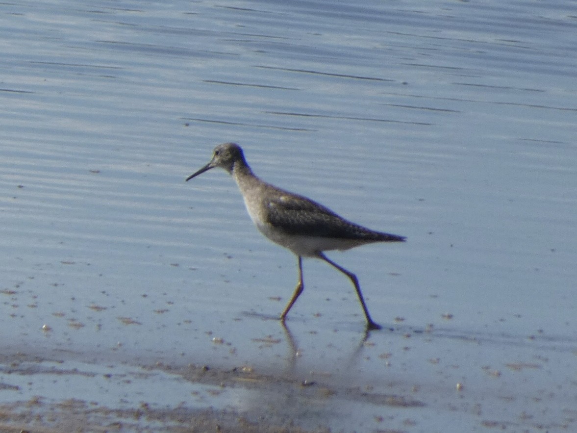 Lesser Yellowlegs - ML480219011