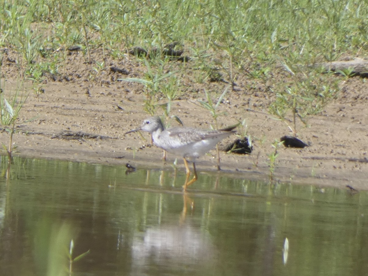 Lesser Yellowlegs - ML480219021
