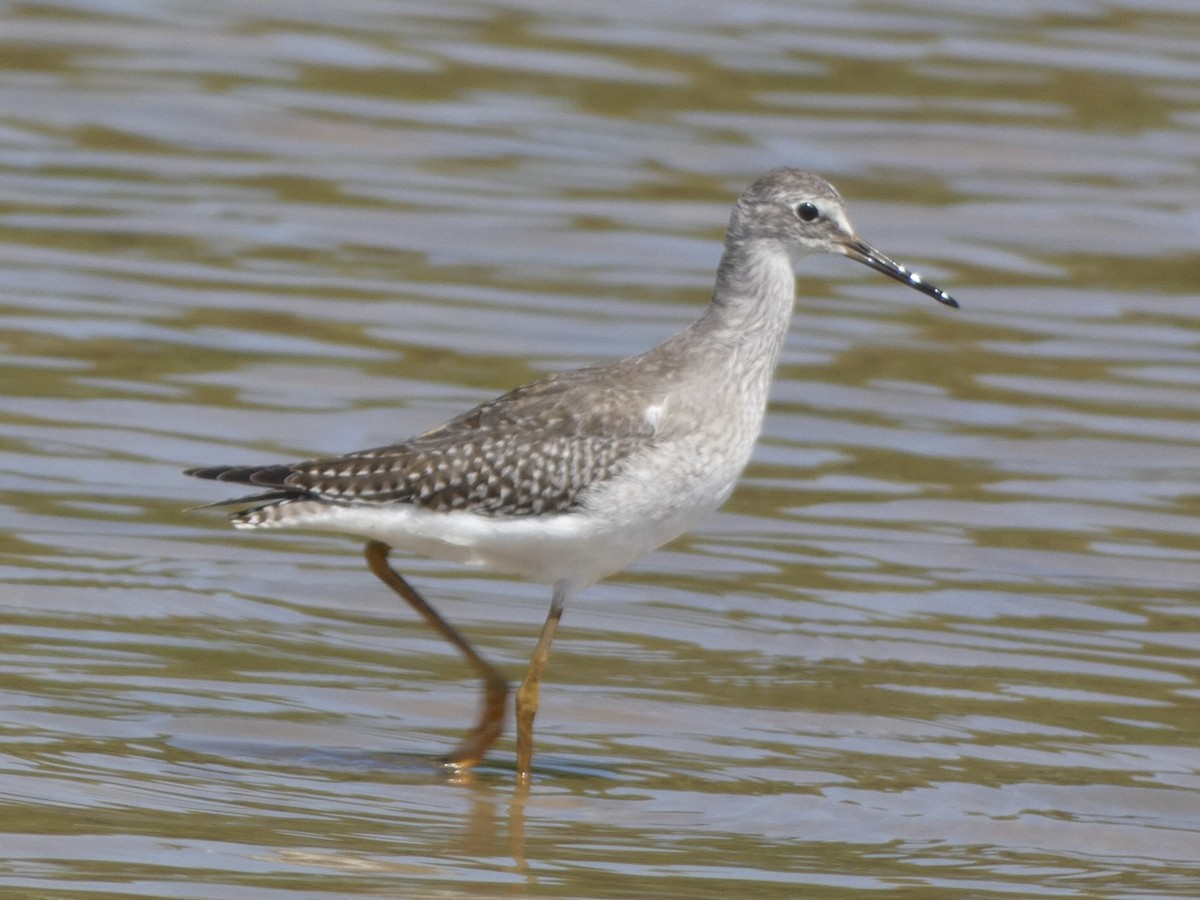 Lesser Yellowlegs - ML480219041