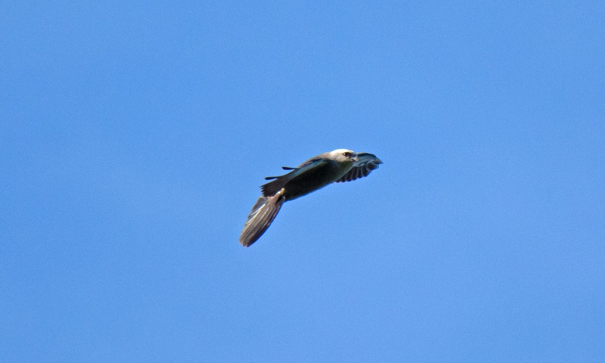 Mississippi Kite - ML480219321