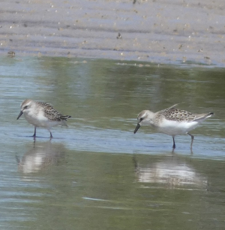Semipalmated Sandpiper - ML480219961