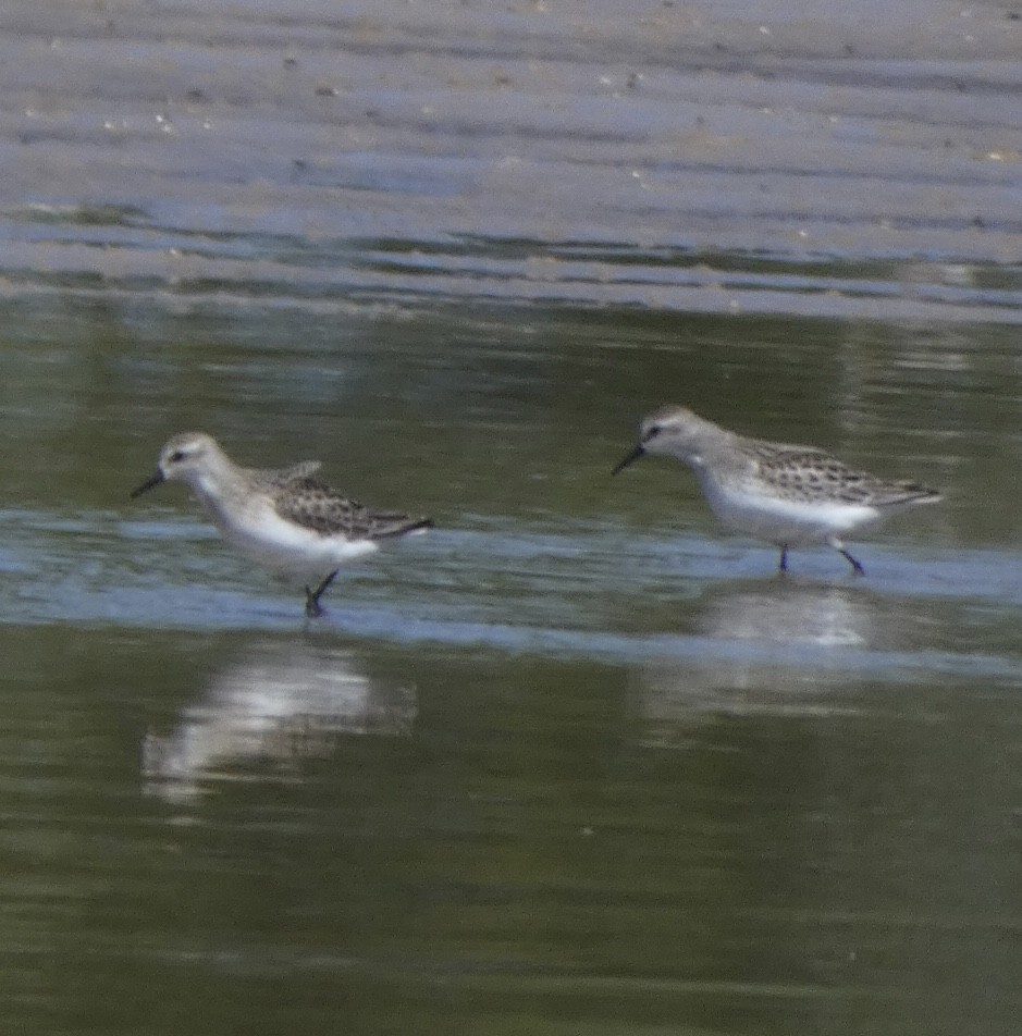 Semipalmated Sandpiper - ML480219971