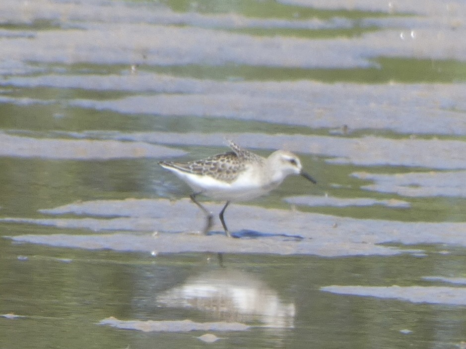Semipalmated Sandpiper - ML480219981