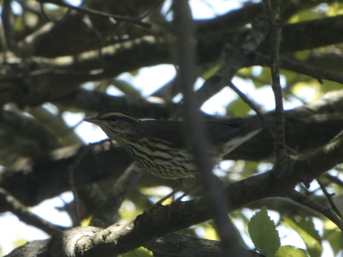 lesňáček olšový - ML480220041