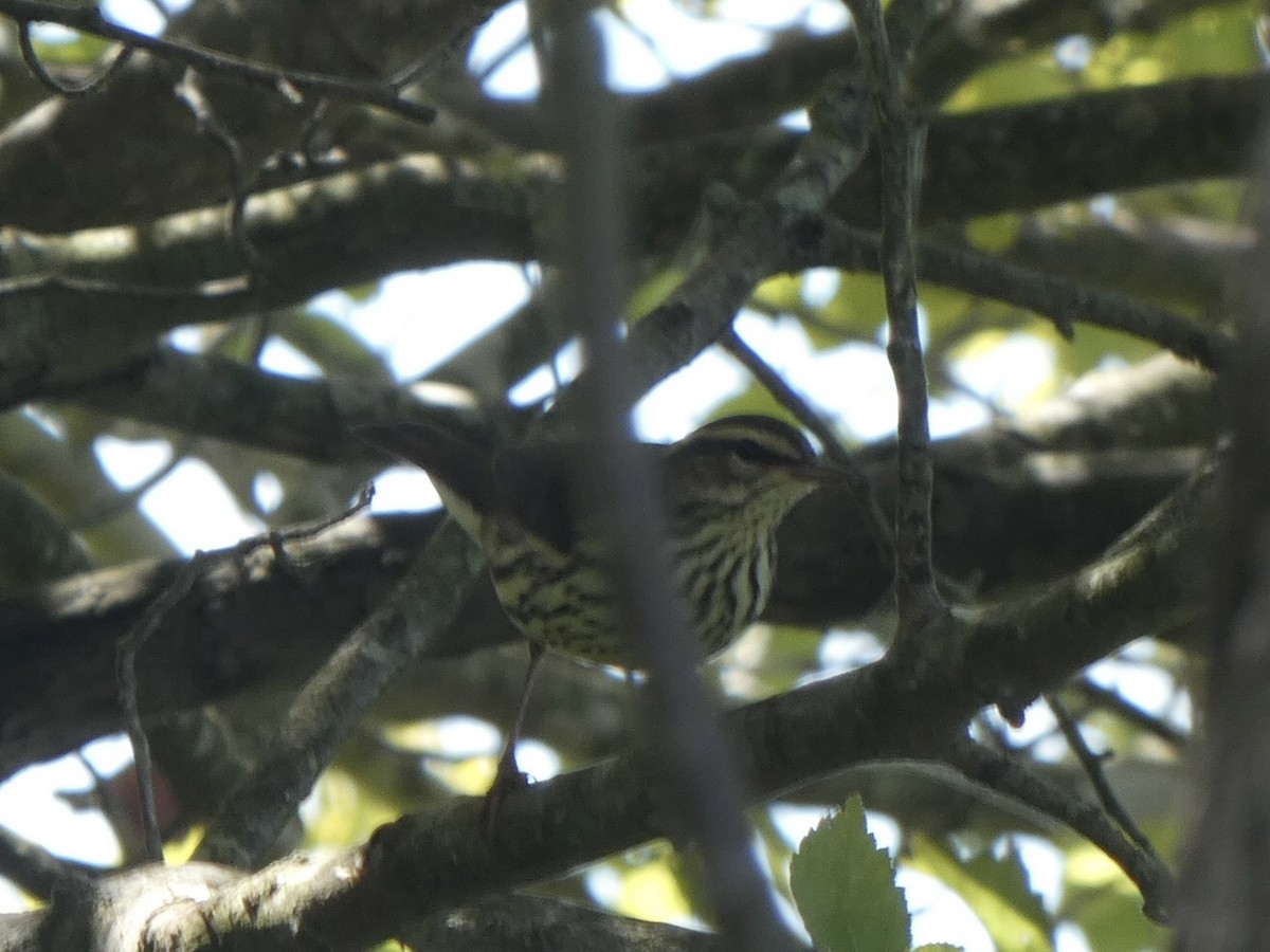 lesňáček olšový - ML480220051