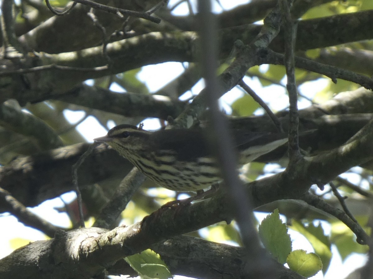 lesňáček olšový - ML480220061