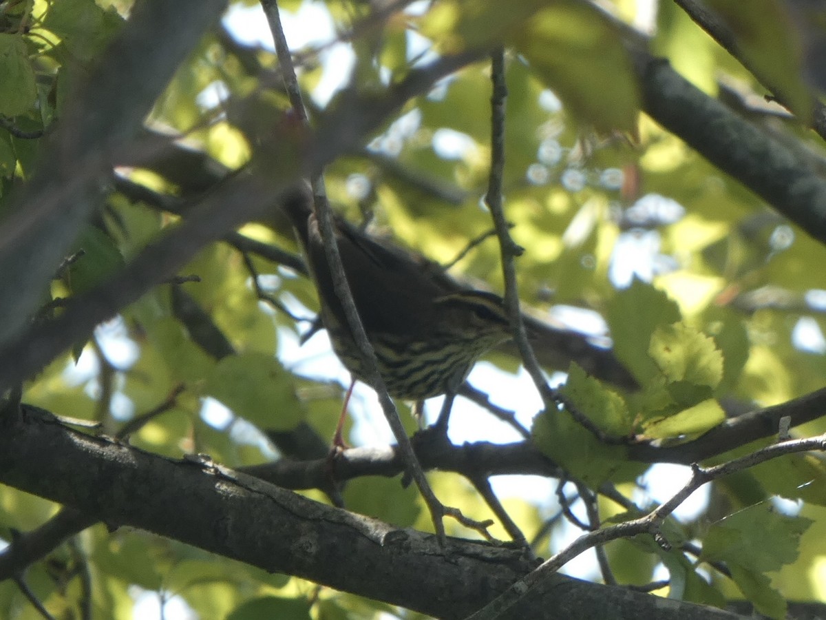 lesňáček olšový - ML480220071