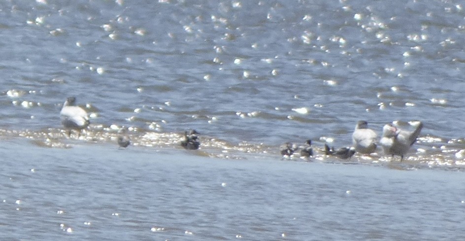 Black Tern - ML480220321