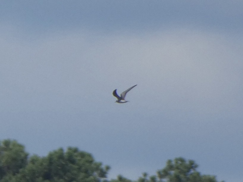 Black Tern - ML480220331