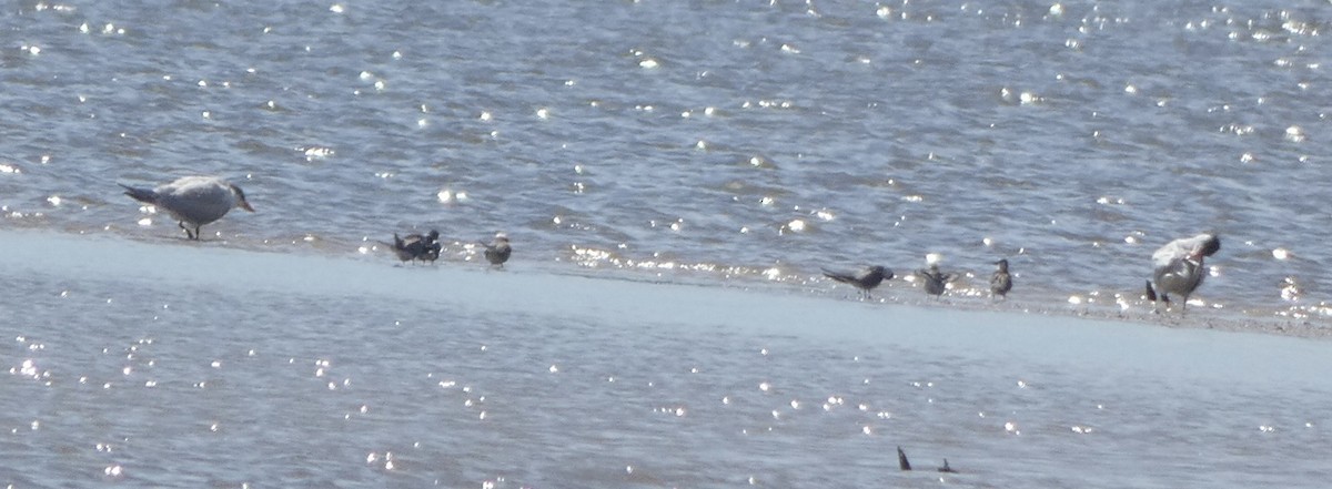 Black Tern - ML480220351
