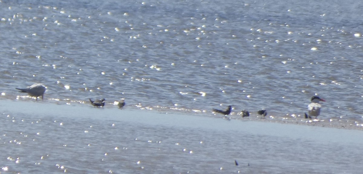 Black Tern - ML480220361