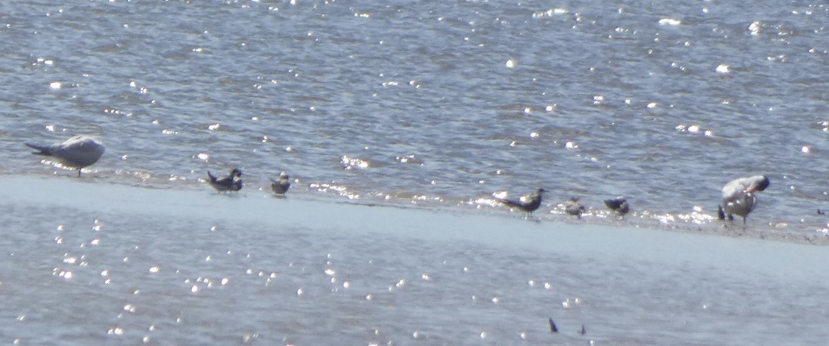 Black Tern - ML480220371