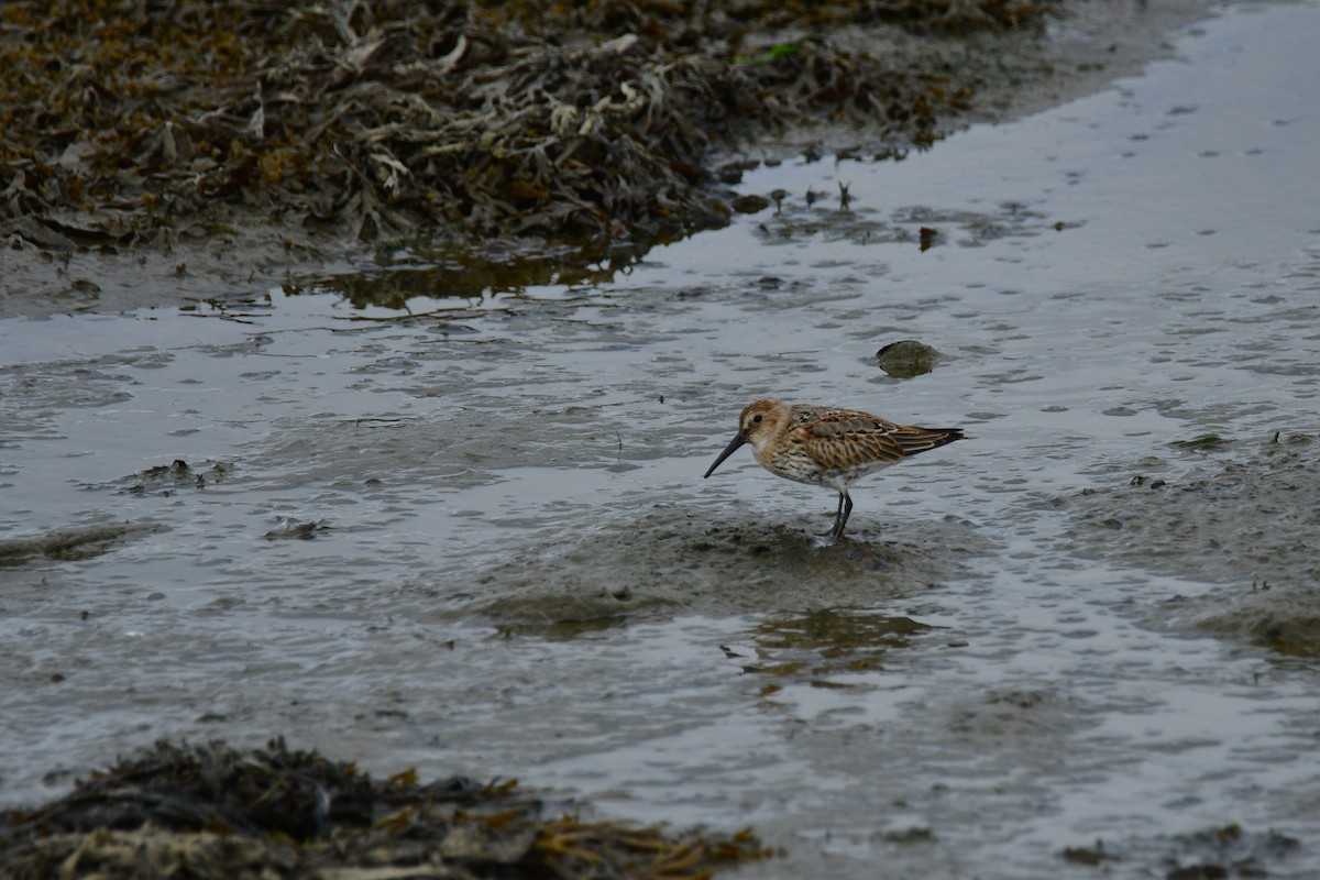 Dunlin - ML480220471