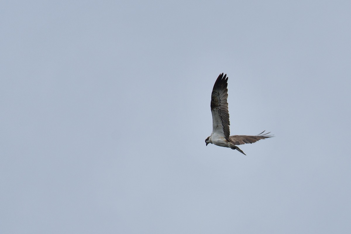 Águila Pescadora - ML480220711