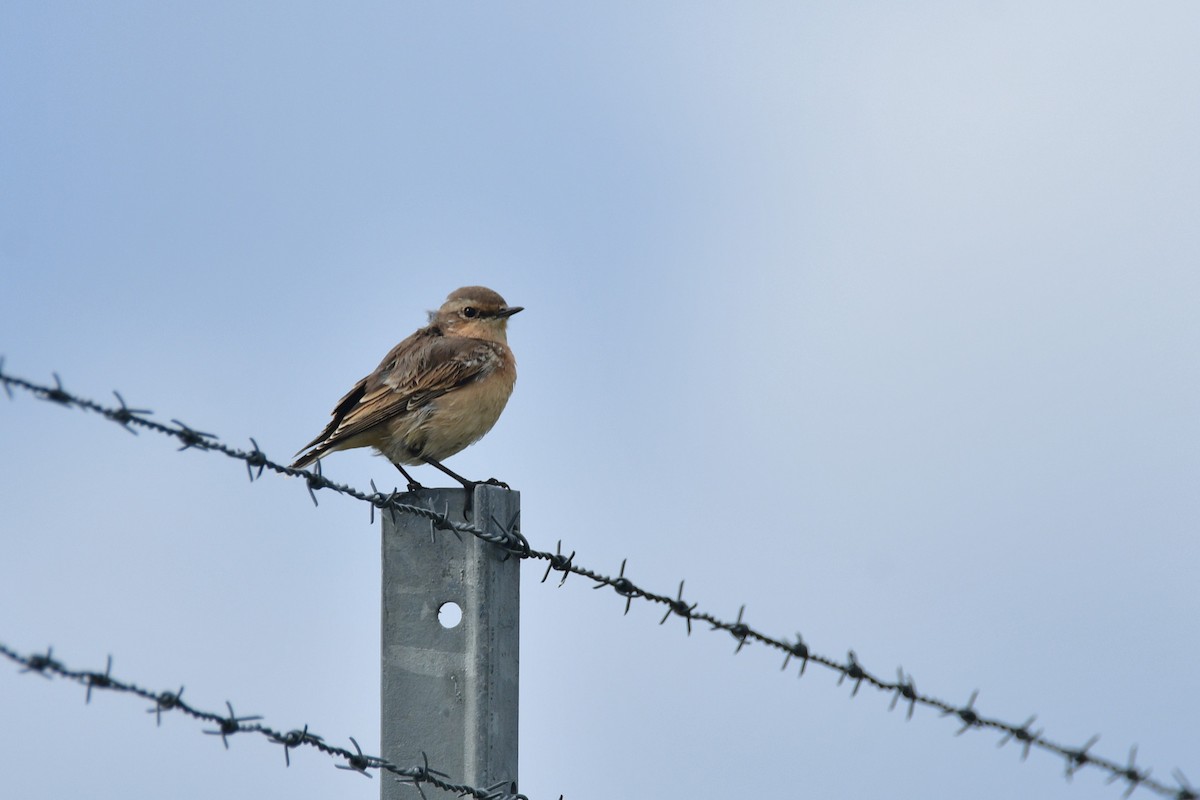 Northern Wheatear - ML480221031