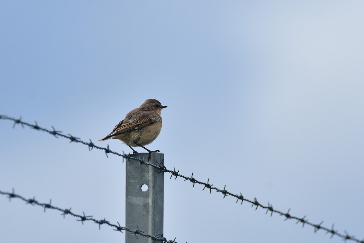 Northern Wheatear - ML480221041