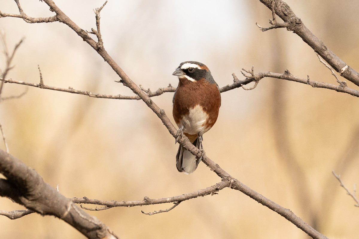 Black-and-chestnut Warbling Finch - Jorge Claudio Schlemmer