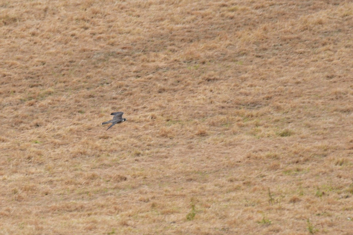 Peregrine Falcon - Ann Saetnan