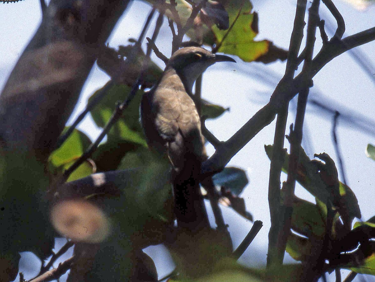 Yellow-billed Cuckoo - Nigel Voaden