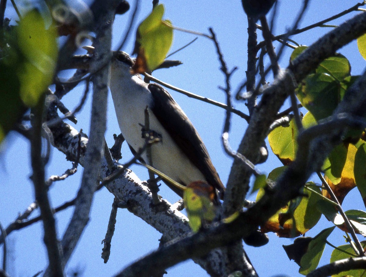 Yellow-billed Cuckoo - Nigel Voaden