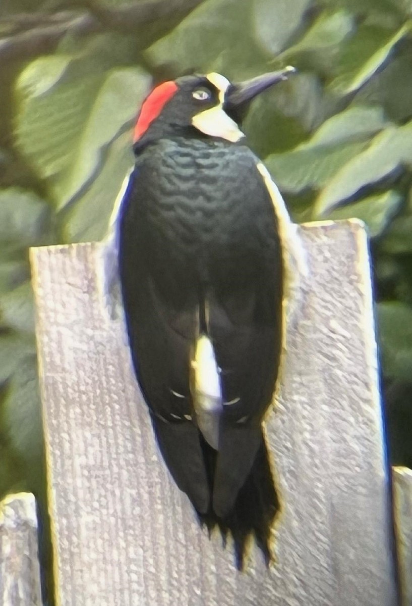 Acorn Woodpecker - Marielle  Oetjen