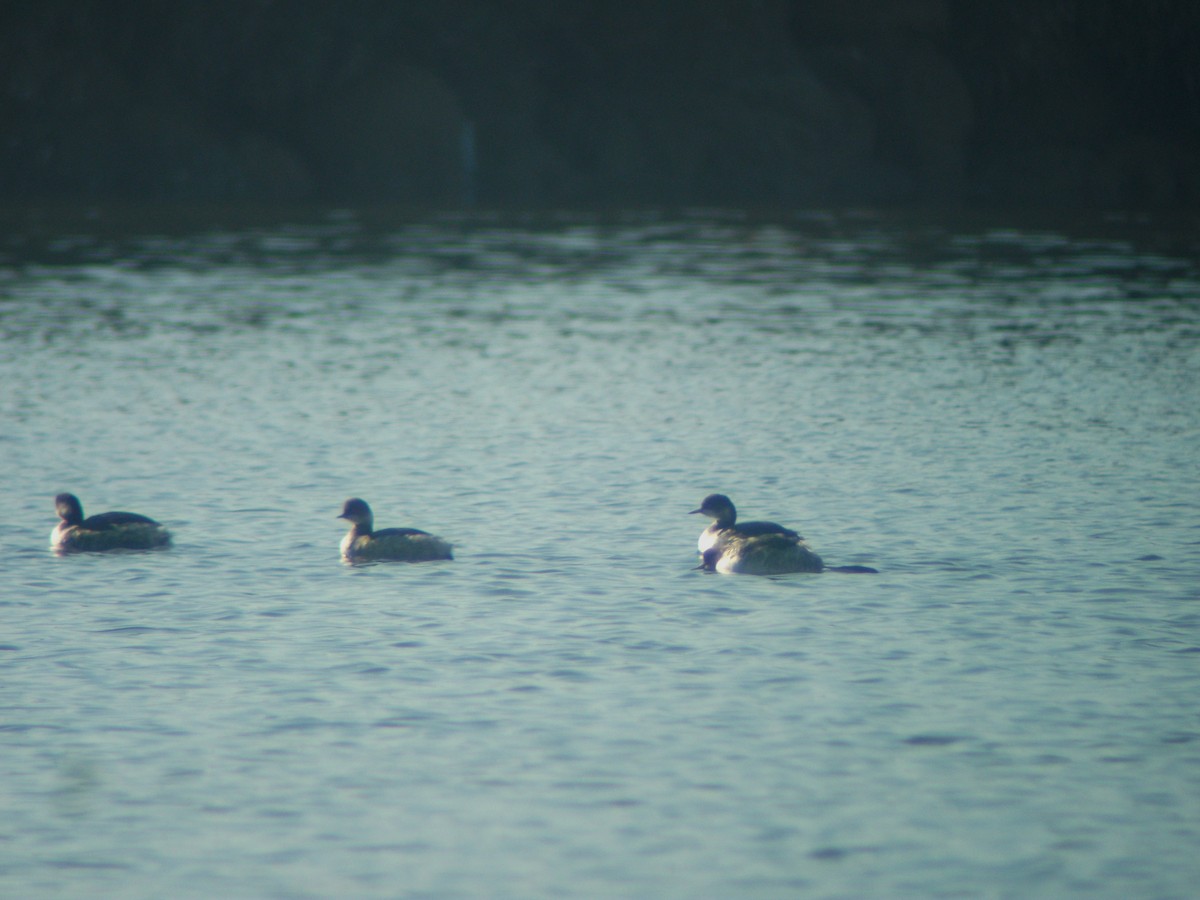 Eared Grebe - ML480224861