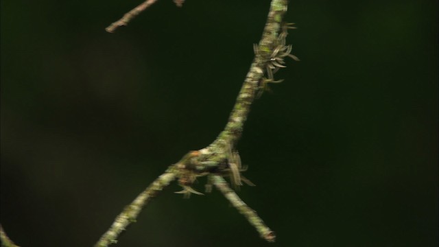 Eastern Phoebe - ML480225