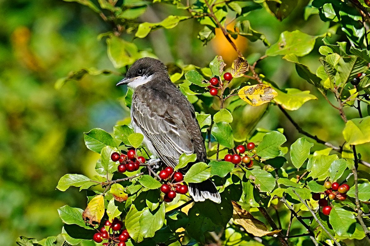 Eastern Kingbird - ML480226511