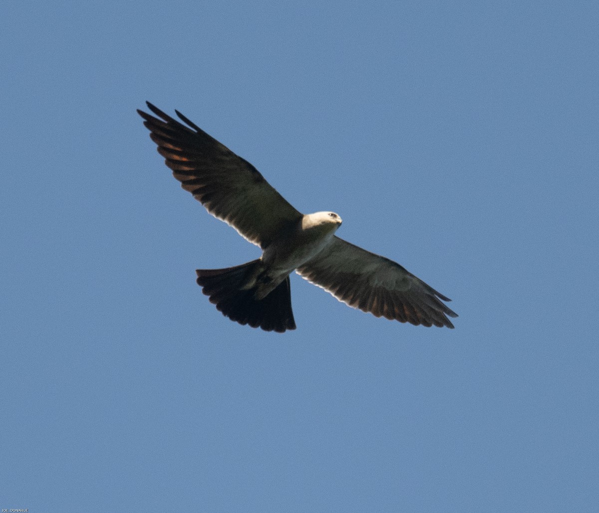 Mississippi Kite - ML480227291