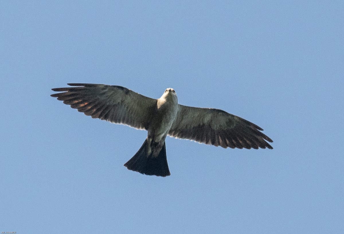 Mississippi Kite - ML480227301