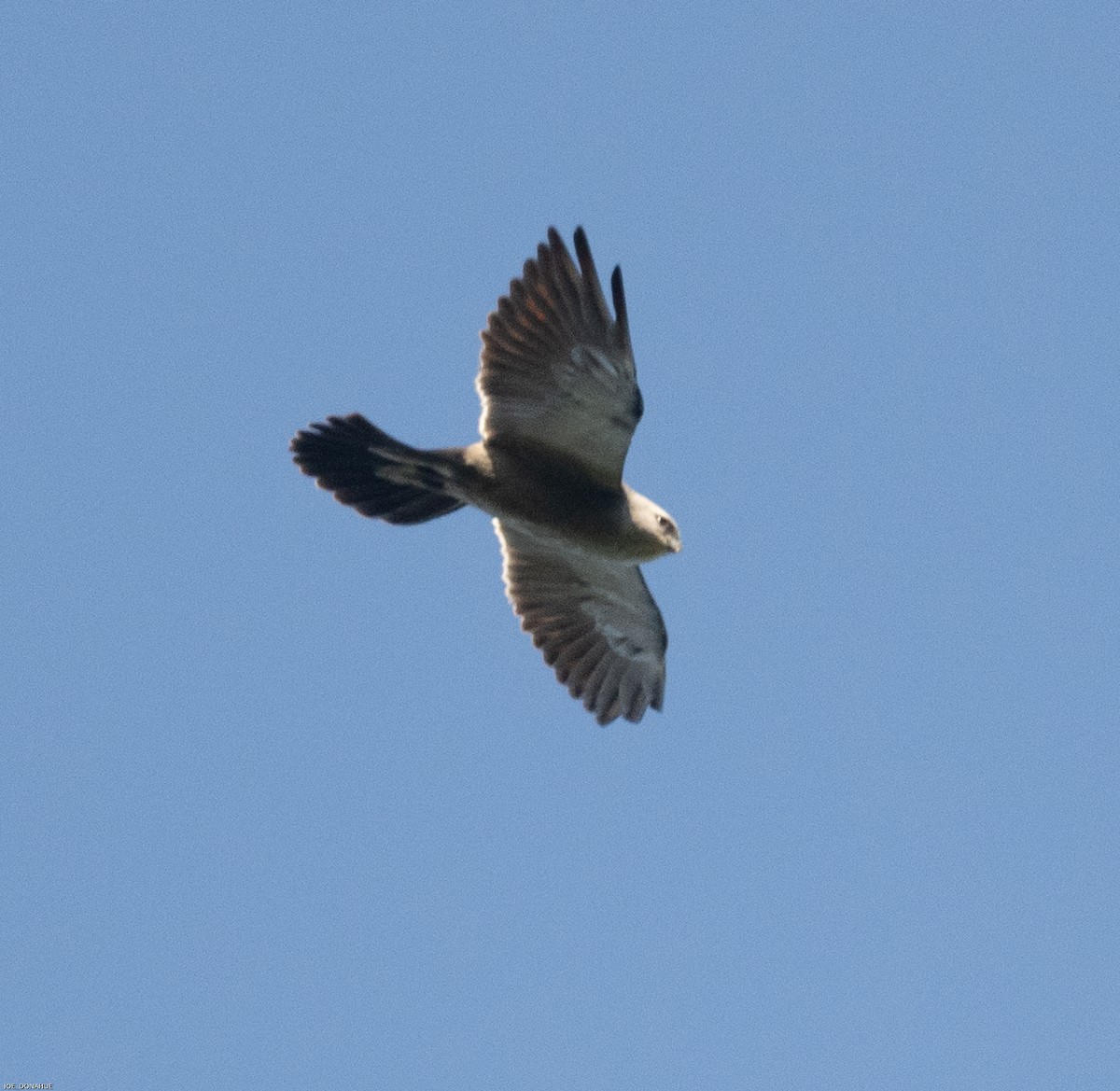 Mississippi Kite - ML480227311