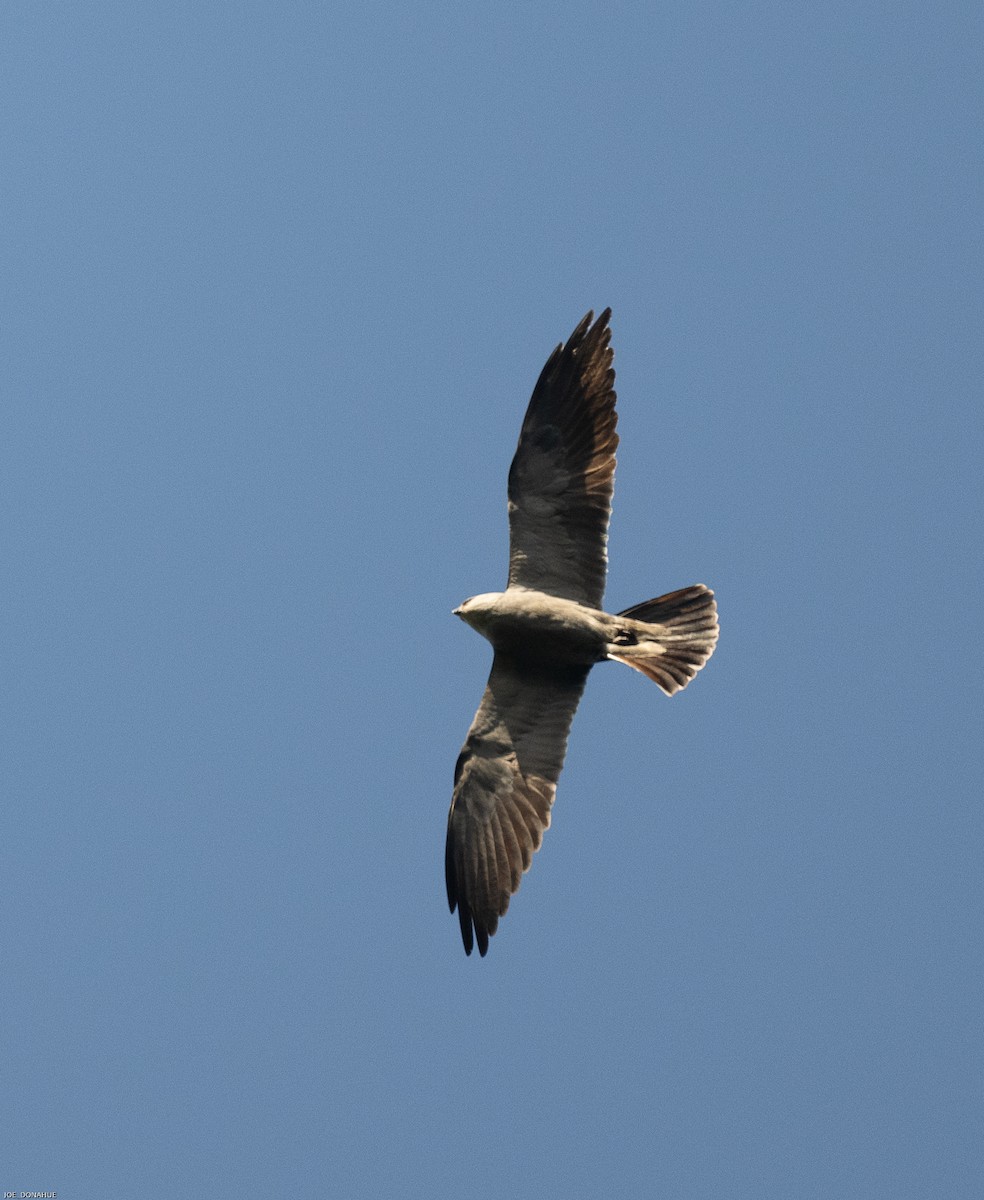 Mississippi Kite - ML480227321