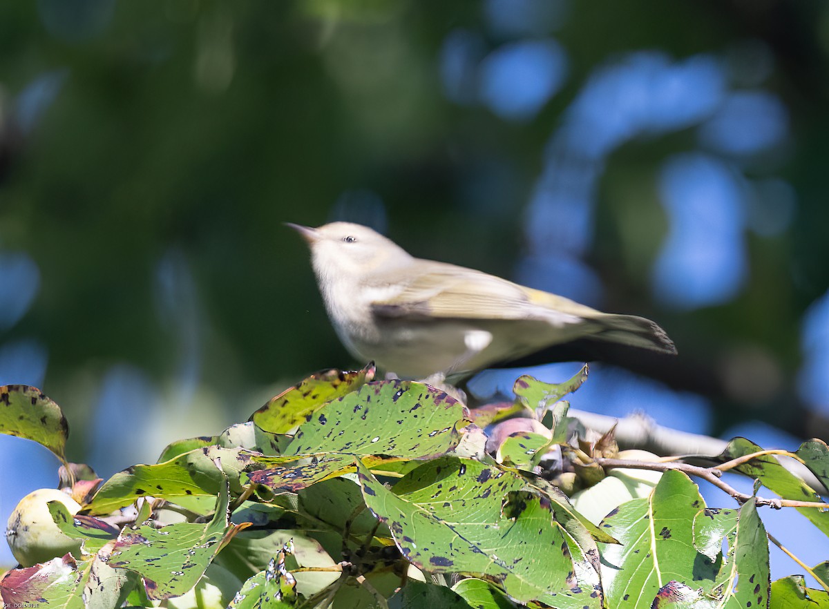 Tennessee Warbler - ML480227951