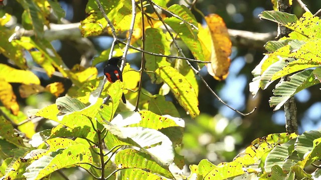 Alevli Minivet - ML480229