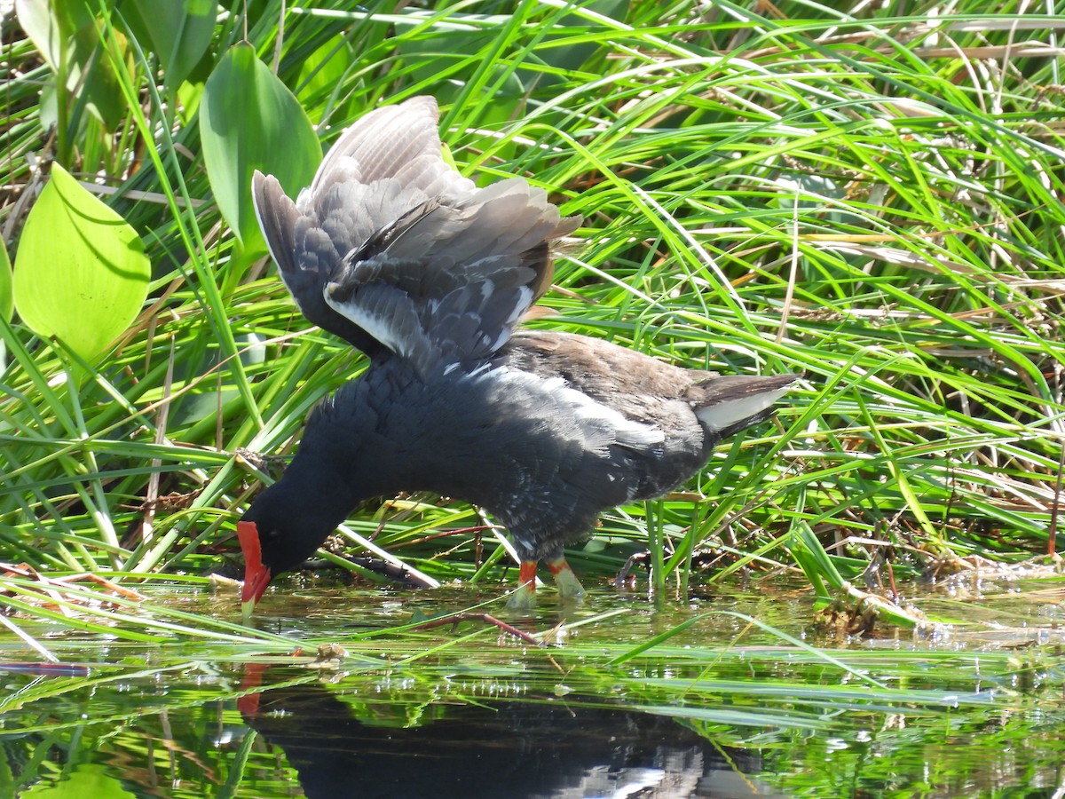 Common Gallinule - ML480229121