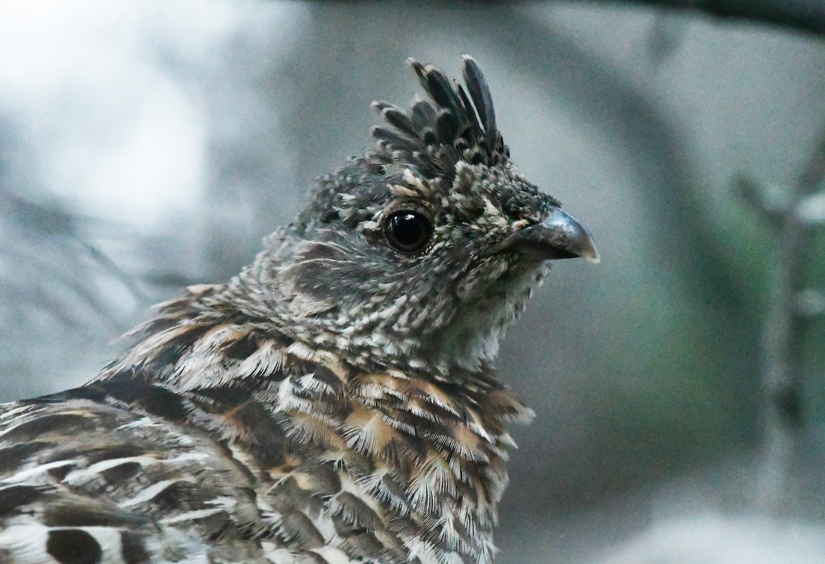 Ruffed Grouse - ML480229151