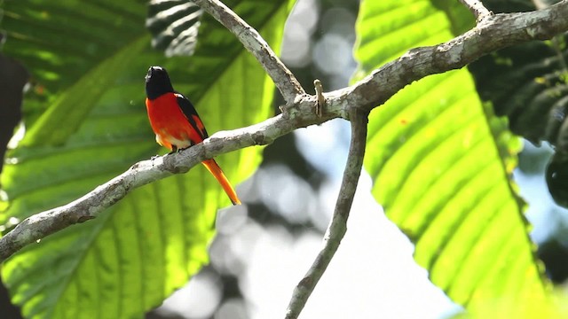 Fiery Minivet - ML480230