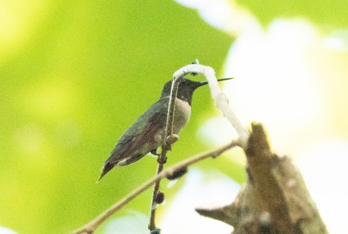 Ruby-throated Hummingbird - Tu Wren