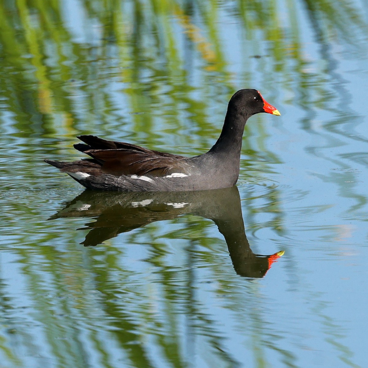 Gallinule d'Amérique - ML480231191