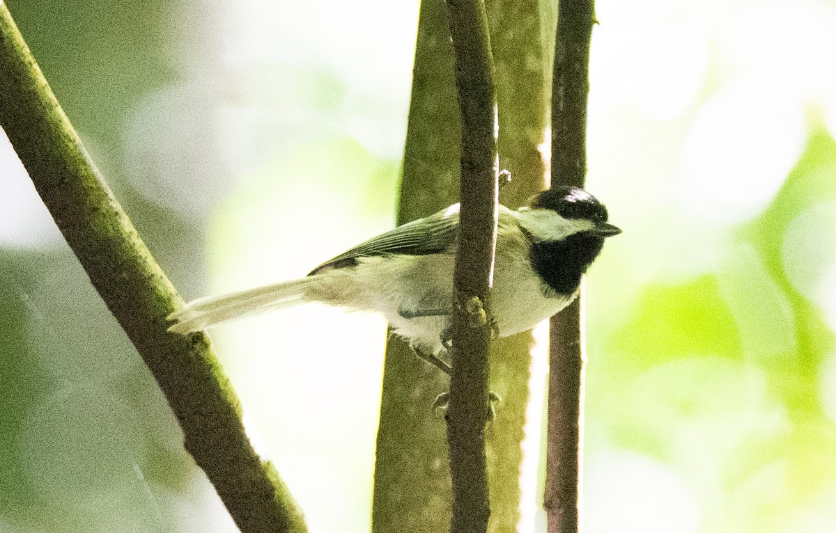 Carolina Chickadee - ML480232231