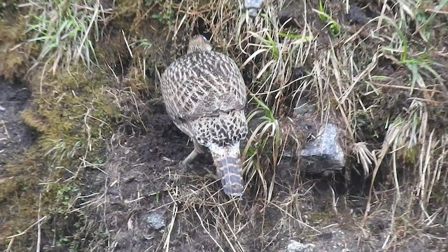 Himalayan Monal - ML480232741