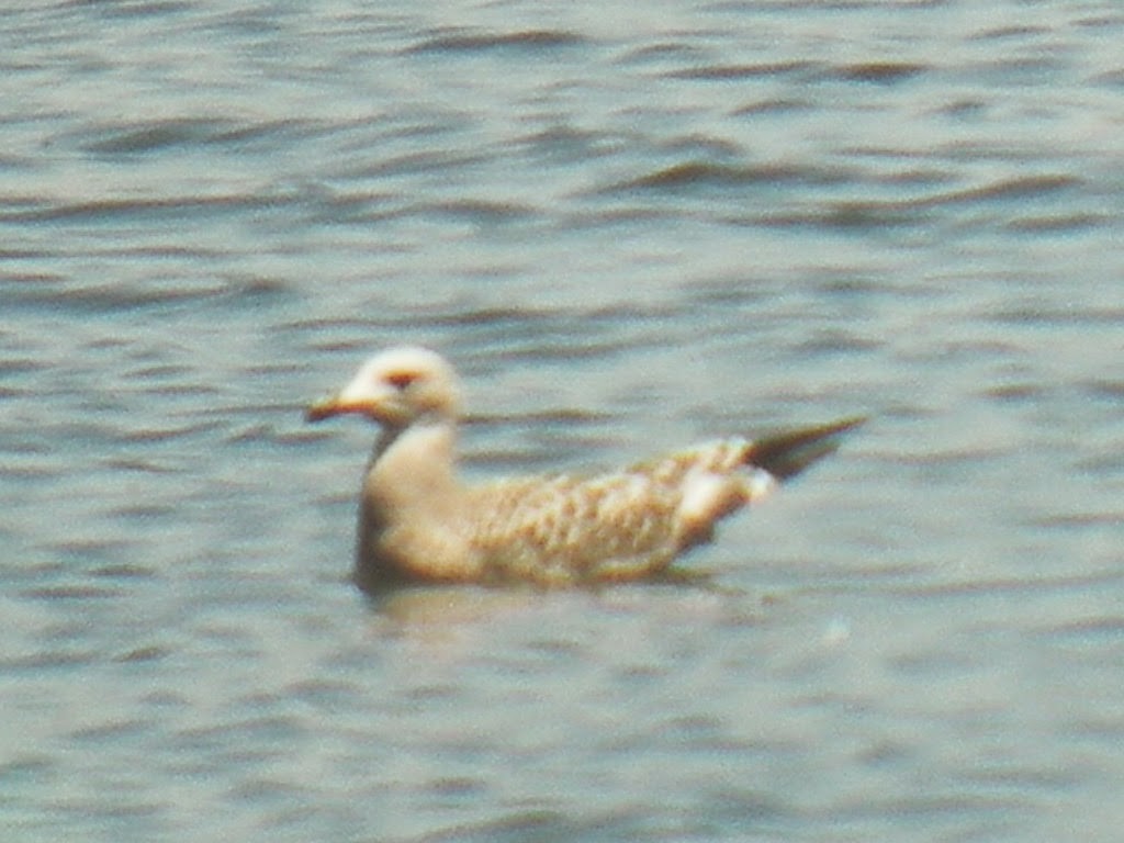 Audouin's Gull - ML48023281