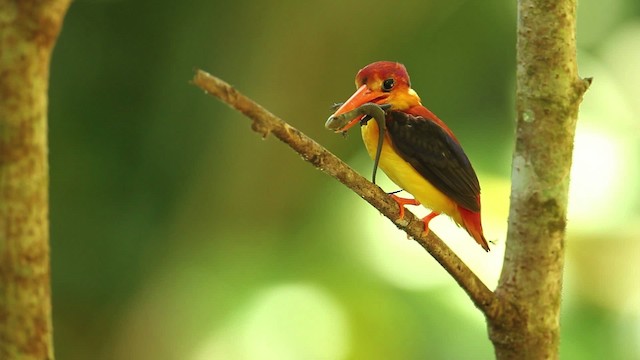 Rufous-backed Dwarf-Kingfisher - ML480233