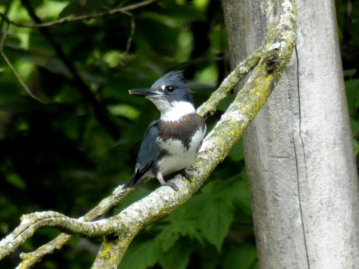Belted Kingfisher - ML480233291