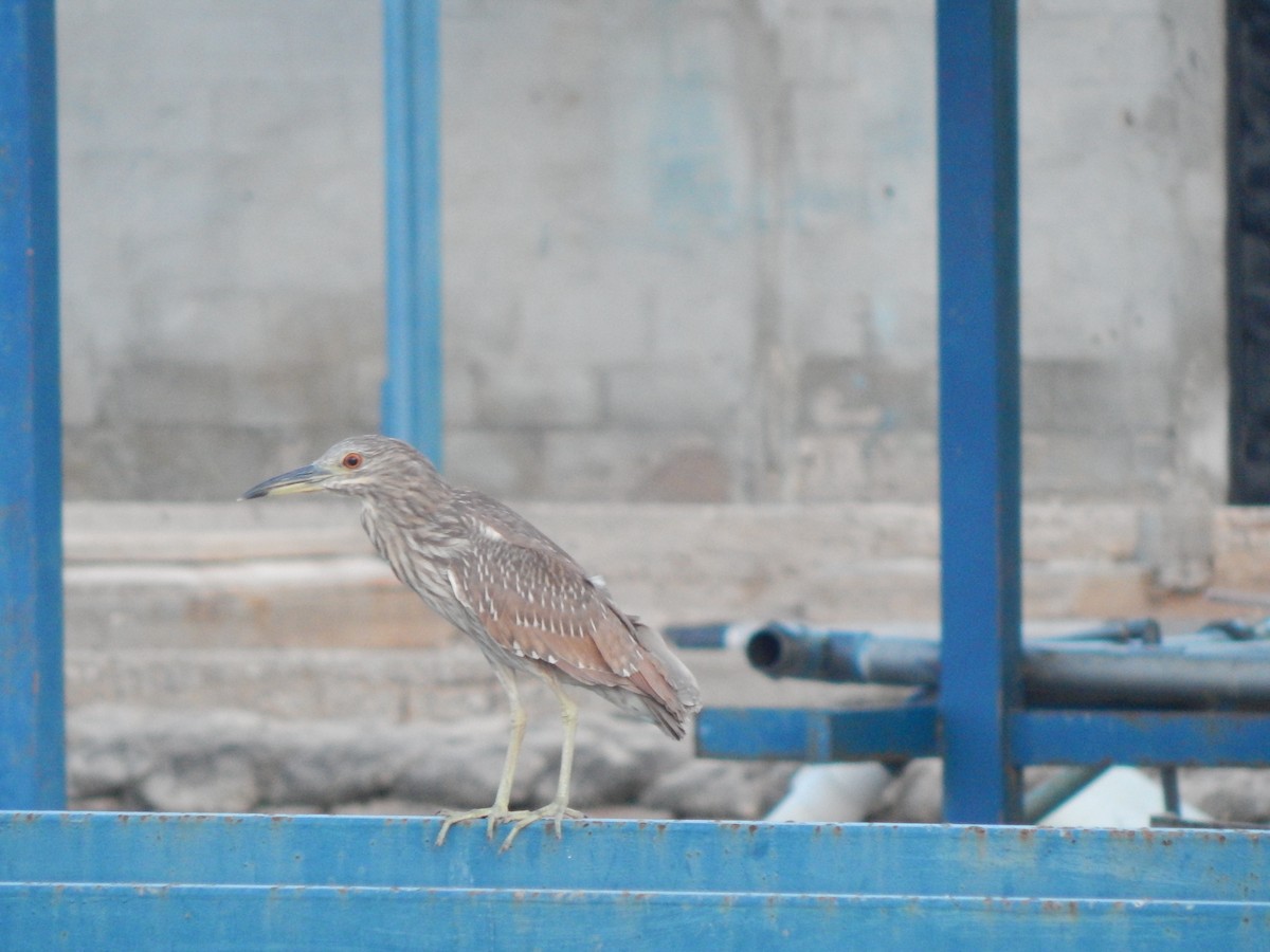 Black-crowned Night Heron - ML480233731