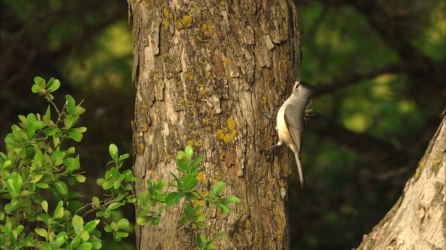 Black-crested Titmouse - ML480234