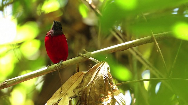 Black-crowned Pitta - ML480235