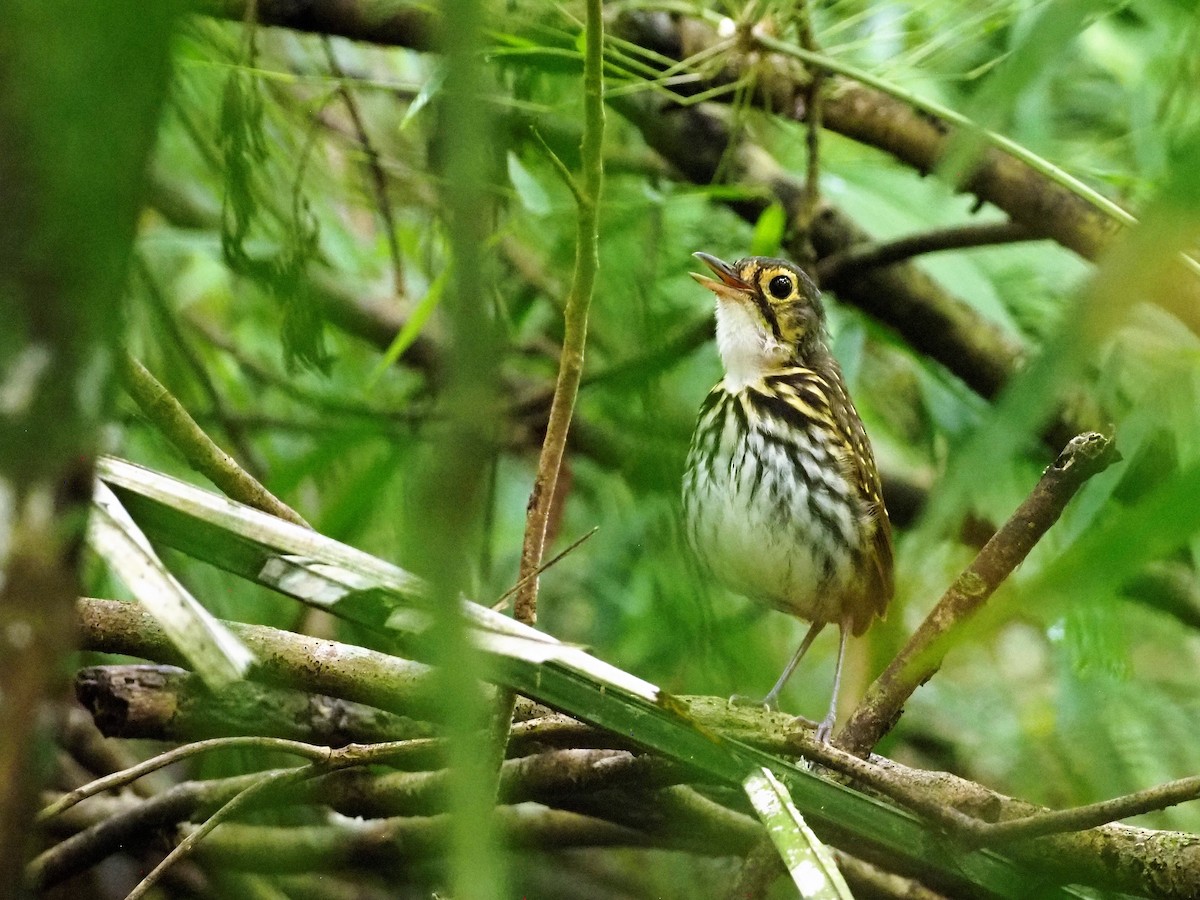 brillemaurpitta (perspicillatus) - ML480236531