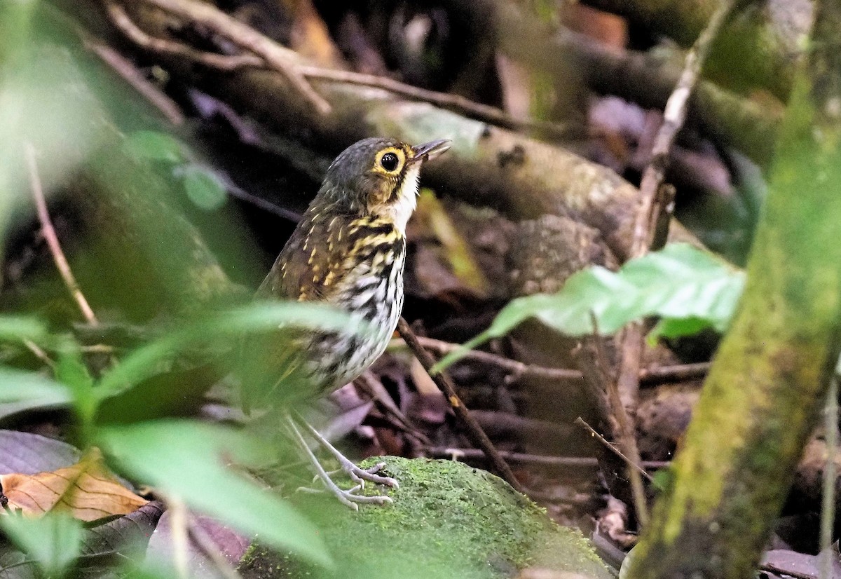 Streak-chested Antpitta (Eastern Panama) - ML480236541